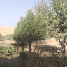 saidrahman nazari